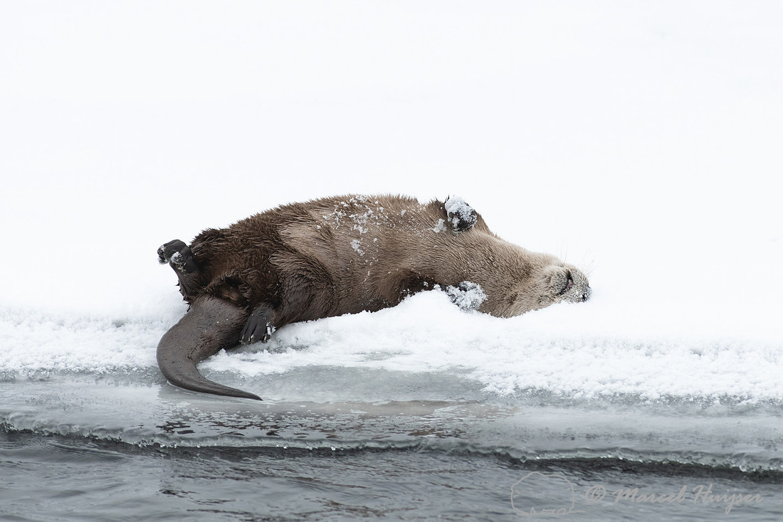 North American river otter (Lontra canadensis), Yellowstone Nati
