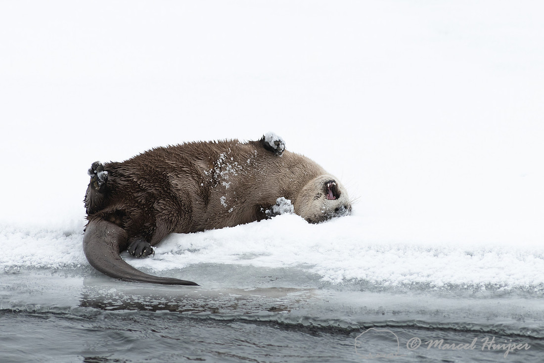 North American river otter (Lontra canadensis), Yellowstone Nati