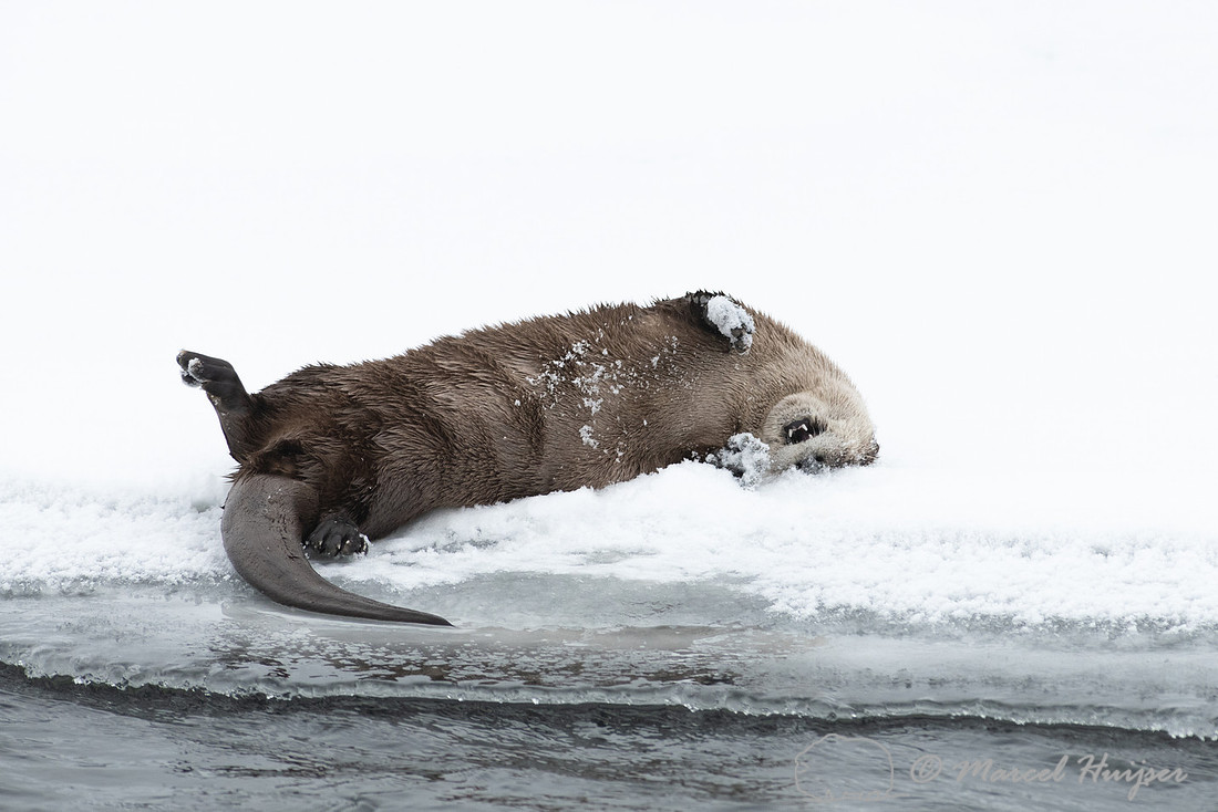 North American river otter (Lontra canadensis), Yellowstone Nati