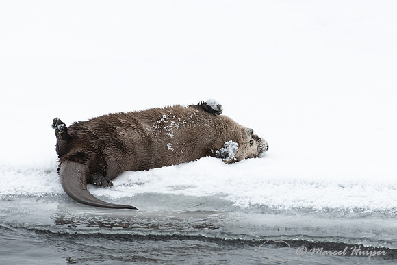 North American river otter (Lontra canadensis), Yellowstone Nati