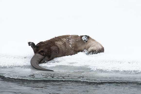 North American river otter (Lontra canadensis), Yellowstone Nati