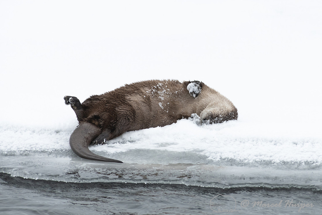 North American river otter (Lontra canadensis), Yellowstone Nati