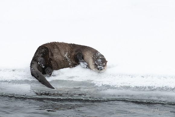 North American river otter (Lontra canadensis), Yellowstone Nati