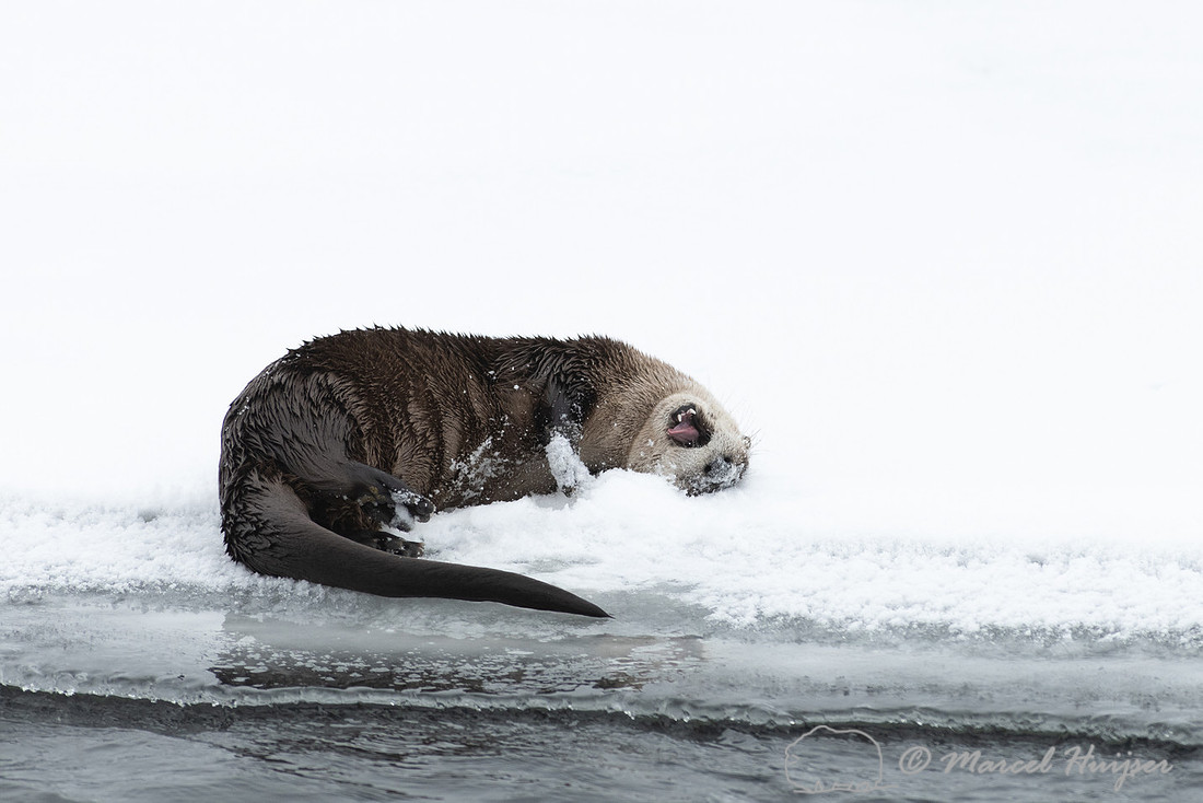 North American river otter (Lontra canadensis), Yellowstone Nati