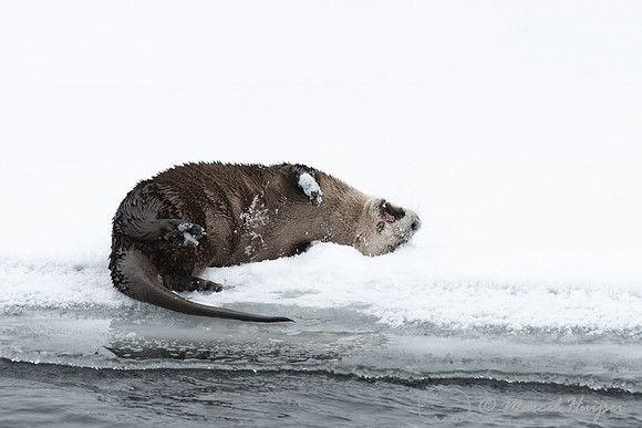 North American river otter (Lontra canadensis), Yellowstone Nati