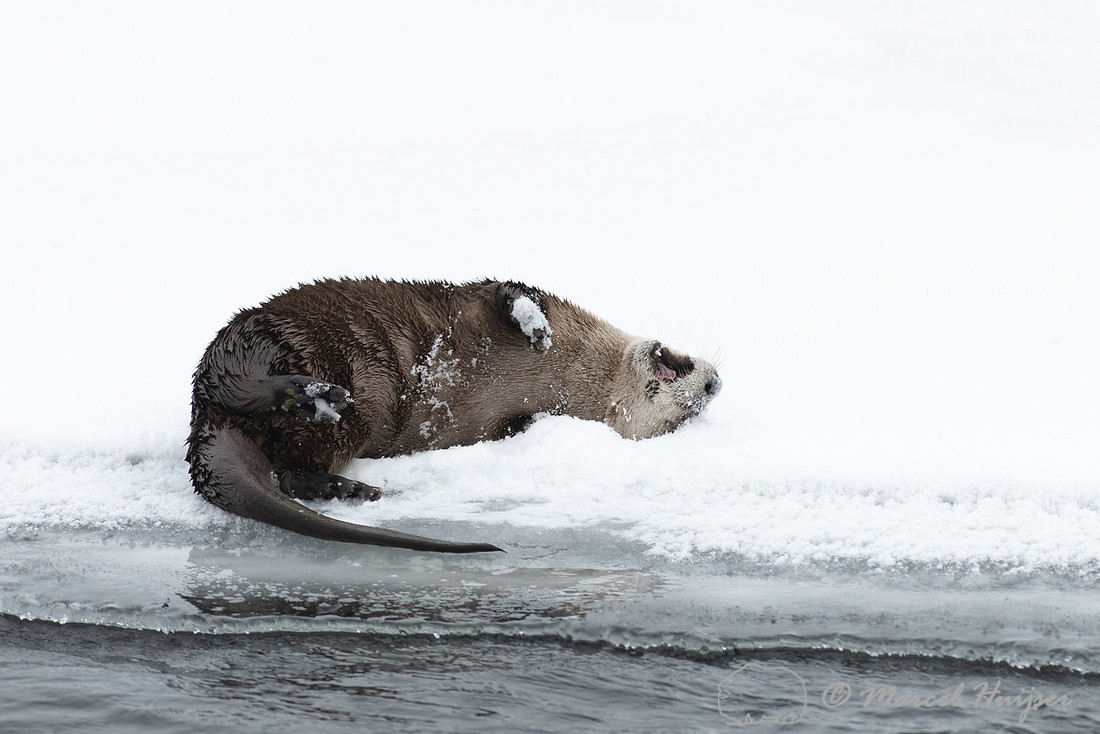 North American river otter (Lontra canadensis), Yellowstone Nati