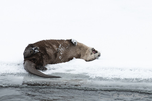 North American river otter (Lontra canadensis), Yellowstone Nati