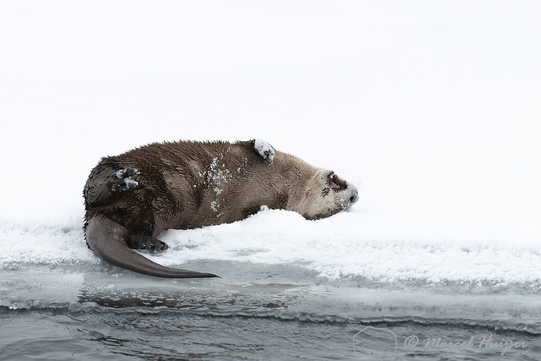 North American river otter (Lontra canadensis), Yellowstone Nati