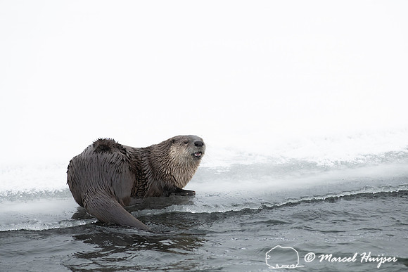 North American river otter (Lontra canadensis), Yellowstone Nati