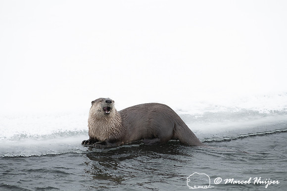 North American river otter (Lontra canadensis), Yellowstone Nati