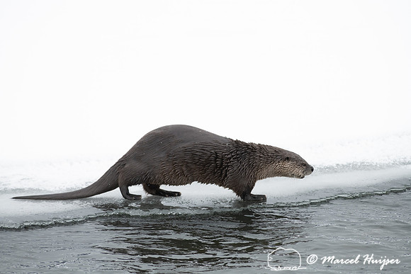 North American river otter (Lontra canadensis), Yellowstone Nati