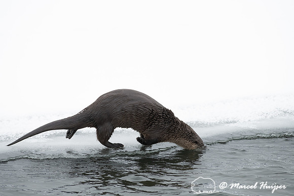 North American river otter (Lontra canadensis), Yellowstone Nati