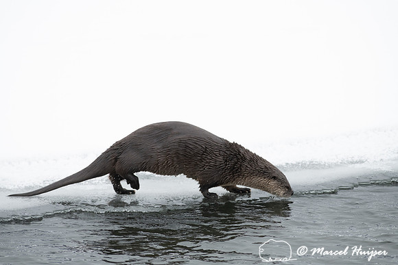 North American river otter (Lontra canadensis), Yellowstone Nati