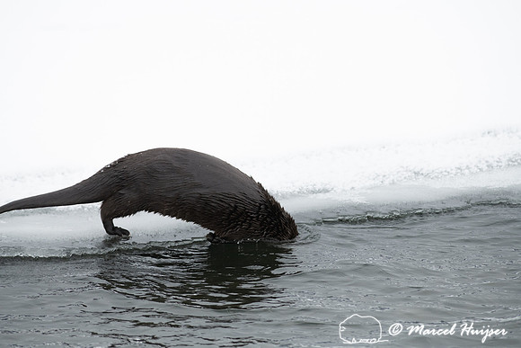 North American river otter (Lontra canadensis), Yellowstone Nati