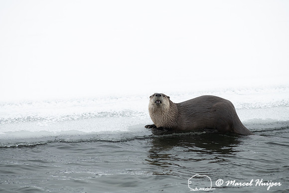 North American river otter (Lontra canadensis), Yellowstone Nati