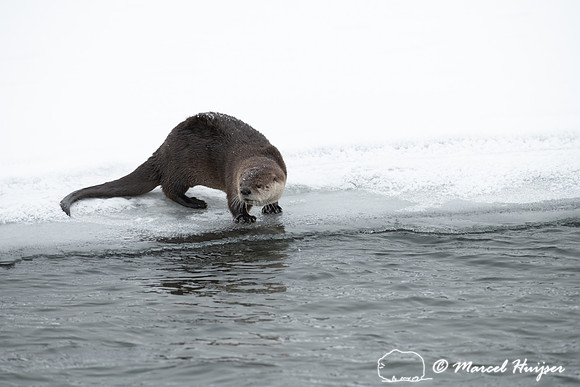 North American river otter (Lontra canadensis), Yellowstone Nati