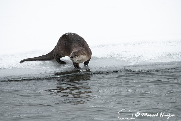 North American river otter (Lontra canadensis), Yellowstone Nati