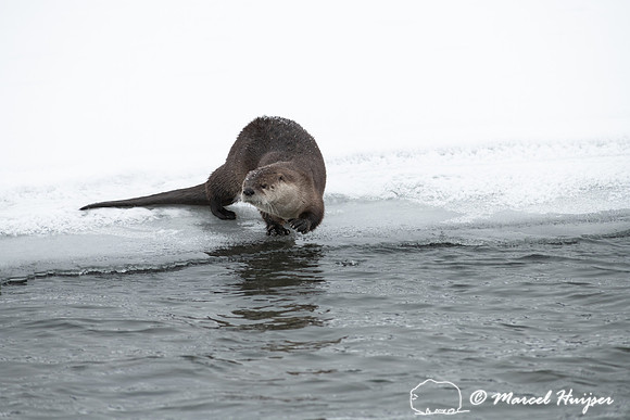 North American river otter (Lontra canadensis), Yellowstone Nati