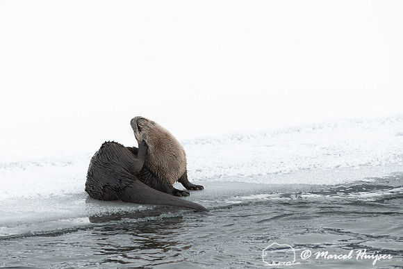 North American river otter (Lontra canadensis), Yellowstone Nati
