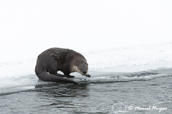 North American river otter (Lontra canadensis), Yellowstone Nati