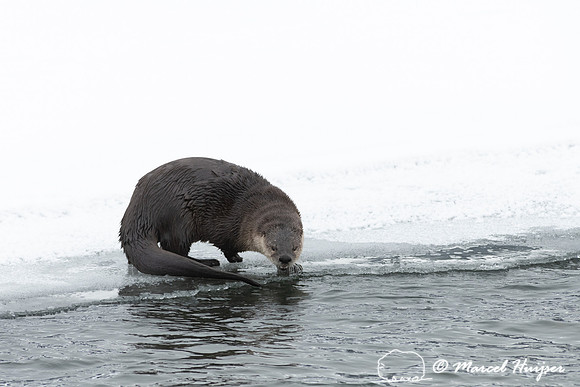 North American river otter (Lontra canadensis), Yellowstone Nati