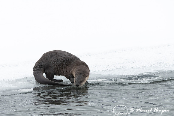 North American river otter (Lontra canadensis), Yellowstone Nati