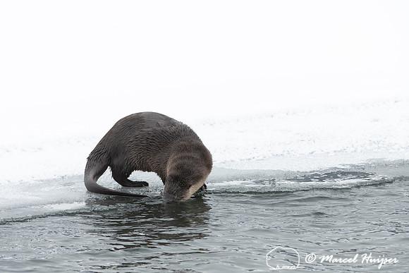 North American river otter (Lontra canadensis), Yellowstone Nati