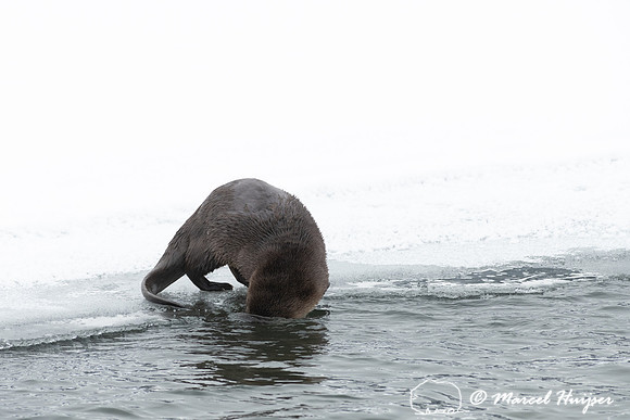 North American river otter (Lontra canadensis), Yellowstone Nati