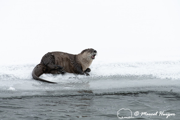 North American river otter (Lontra canadensis), Yellowstone Nati