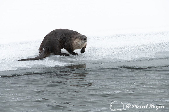North American river otter (Lontra canadensis), Yellowstone Nati