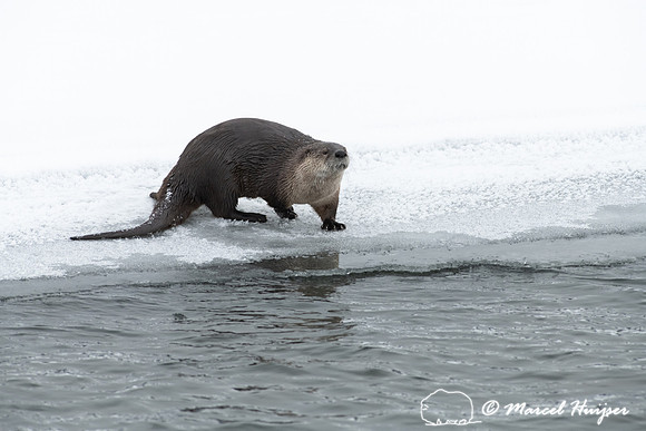 North American river otter (Lontra canadensis), Yellowstone Nati