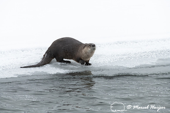 North American river otter (Lontra canadensis), Yellowstone Nati