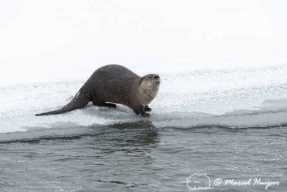 North American river otter (Lontra canadensis), Yellowstone Nati