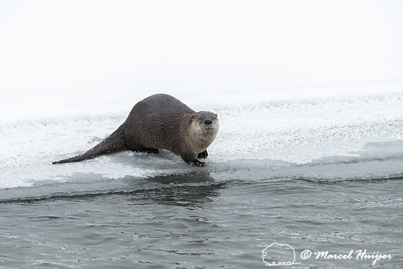 North American river otter (Lontra canadensis), Yellowstone Nati