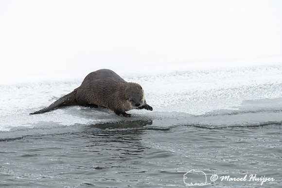 North American river otter (Lontra canadensis), Yellowstone Nati