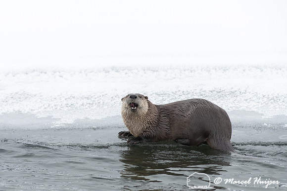 North American river otter (Lontra canadensis), Yellowstone Nati