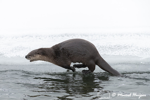 North American river otter (Lontra canadensis), Yellowstone Nati