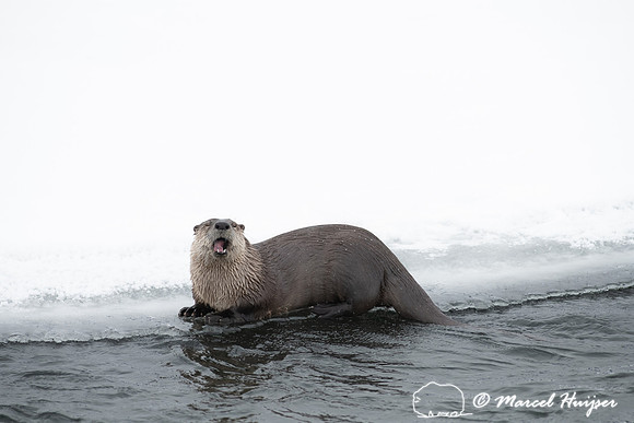 North American river otter (Lontra canadensis), Yellowstone Nati