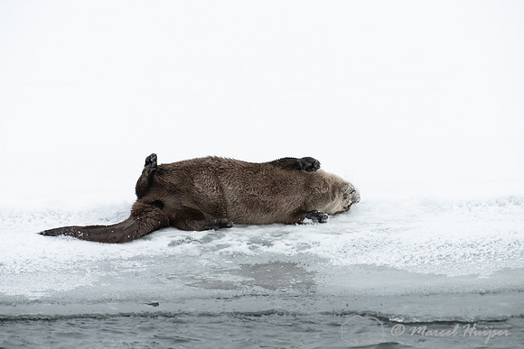 North American river otter (Lontra canadensis), Yellowstone Nati