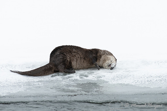 North American river otter (Lontra canadensis), Yellowstone Nati