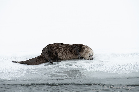North American river otter (Lontra canadensis), Yellowstone Nati
