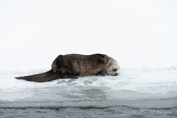 North American river otter (Lontra canadensis), Yellowstone Nati