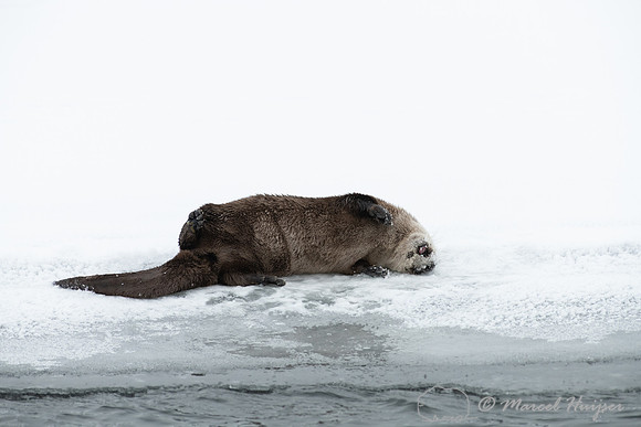 North American river otter (Lontra canadensis), Yellowstone Nati