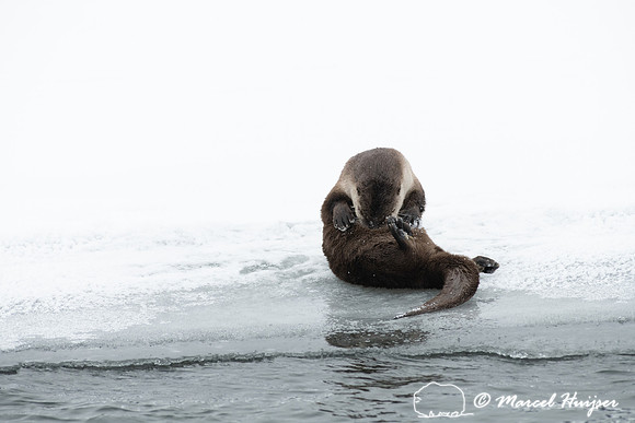 North American river otter (Lontra canadensis), Yellowstone Nati
