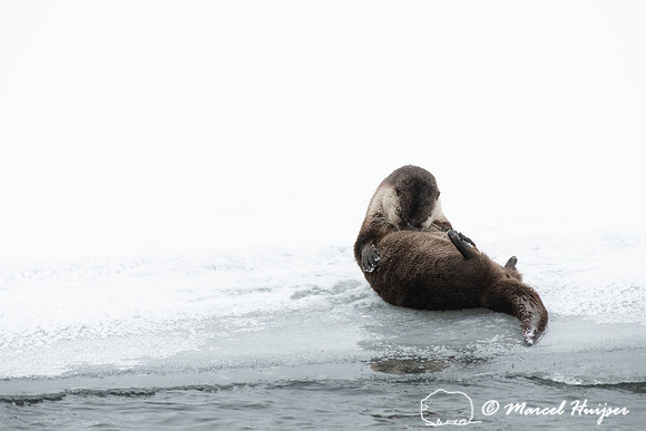 North American river otter (Lontra canadensis), Yellowstone Nati