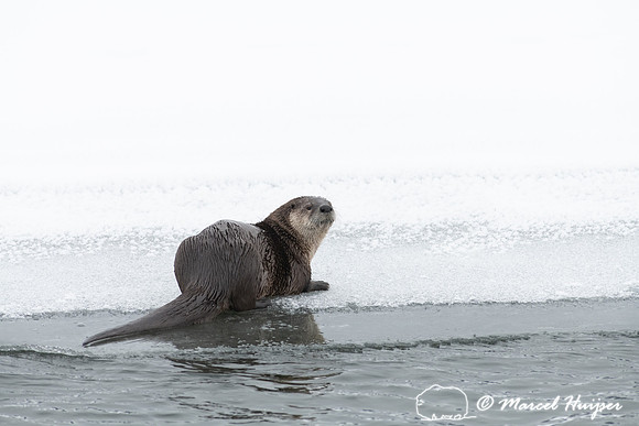 North American river otter (Lontra canadensis), Yellowstone Nati