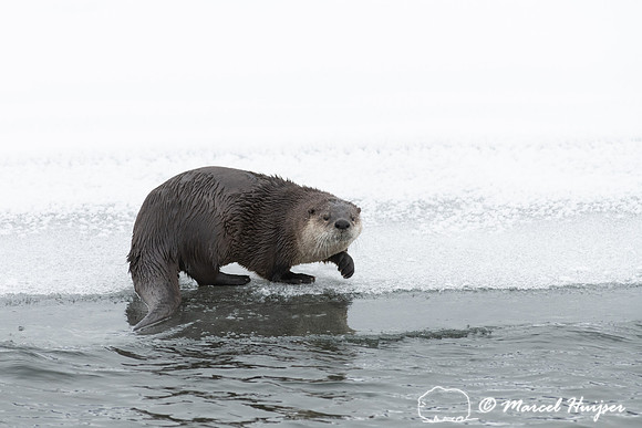 North American river otter (Lontra canadensis), Yellowstone Nati