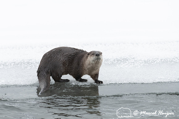 North American river otter (Lontra canadensis), Yellowstone Nati