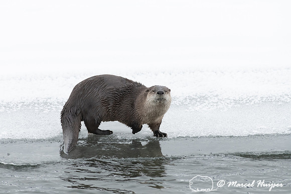 North American river otter (Lontra canadensis), Yellowstone Nati