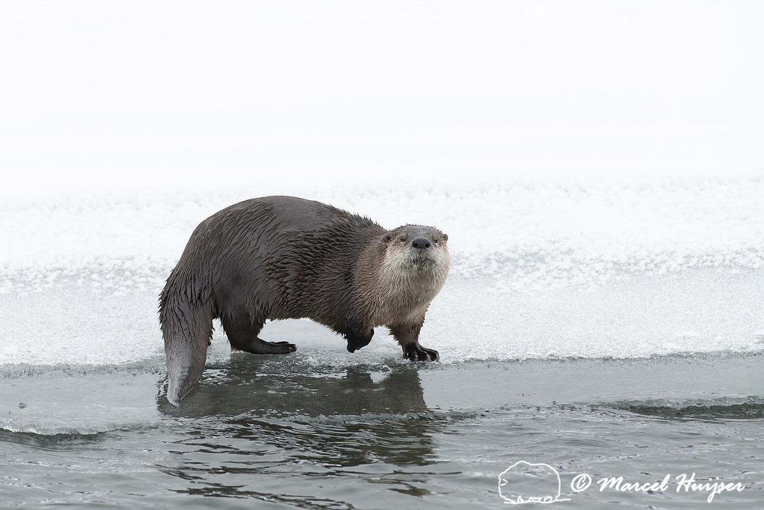 North American river otter (Lontra canadensis), Yellowstone Nati
